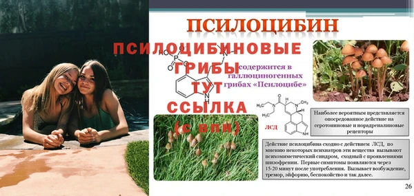 крисы Абаза